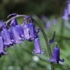 Close up of Bluebell in Home Wood, Crowborough