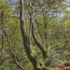 Shapely Tree in Home Wood, Crowborough, East Sussex