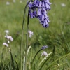 Bluebell in field near Cookhams Wood, Crowborough, East Sussex
