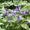 Bluebells