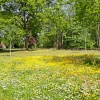 Buttercups and daisies at Blue Bell Hill