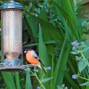 Budleigh Bullfinch