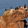Cormorants at St Abbs