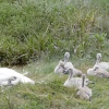 Cygnets having a rest