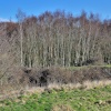 Holllins Wood, Cudworth