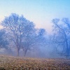 Cold misty morning near Ampthill