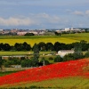 Field of Poppies, Cudworth
