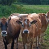 East Budleigh calves