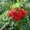 Berries