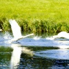 We have lift off !! - Swans at Longleat Park, nr Warminster Wiltshire 1991