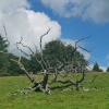 Arlington Court wilderness walk sculptural tree