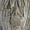 Arlington Court wilderness walk, face in the tree