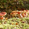 Fly Agaric Mushrooms in Beacon Wood Country Park Bean, Kent.