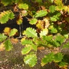 Beautiful Oak Leaves in Beacon Wood Country Park, Bean