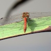 dragon fly