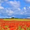 Poppies of the field near Stokesay Church.