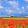 Poppies of the field near Stokesay Church.
