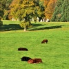 Hascombe Stone Circle & Cows Resting on Hascombe Hillside.