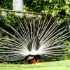 Peacock. Longleat Safari Park, Wiltshire 1992