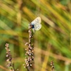 Silver-studded Blue (Plebejus Argus) Male on Sorrel at Thursley Common