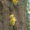 Yellow Brain  Fungus