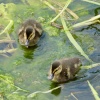 Cute Ducklings on the Great Ouse at Houghton, Cambridgeshire