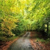Wortheal Lane near Chard, Somerset, entering in to Autumn.