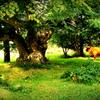 Highland Cattle Cobham Woods