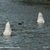 Swans on River Thames, Lechlade, Gloucestershire 2009