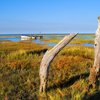 Tree stumps and shadows by the sea
