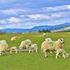 New born lambs near Onibury