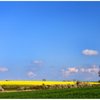 Summer field
