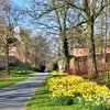 Spring daffodils near Shobdon