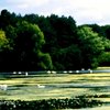 Frampton Court Lake, Frampton on Severn, Gloucestershire