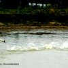 Aggresive Swan Display, nr Frampton on Severn, Gloucestershire