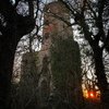 Racton Ruin at Sunset