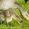 Greylag Geese, Frampton on Severn, Gloucestershire