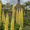 Yellow rockets in the gardens of Castlegarden of Sissinghurst