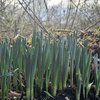 Spring is coming