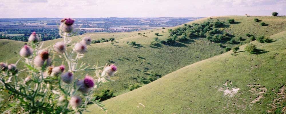 A picture of Barton Le Clay