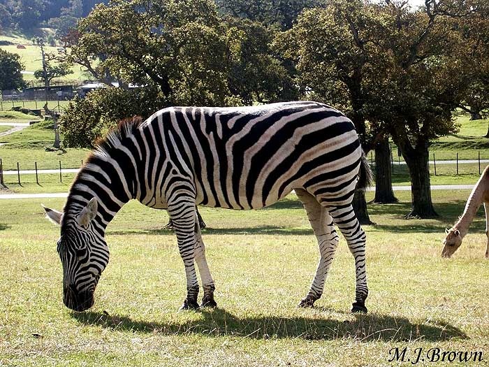 A picture of Longleat House & Safari Park