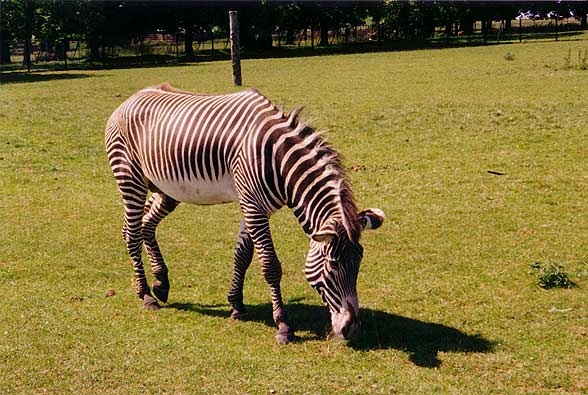 A picture of Whipsnade Wild Animal Park
