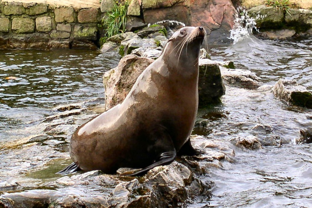 Sealion