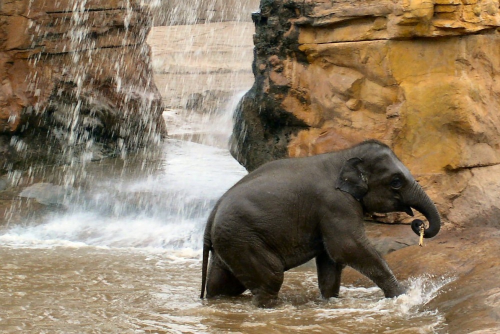 Photograph of Baby Elephant