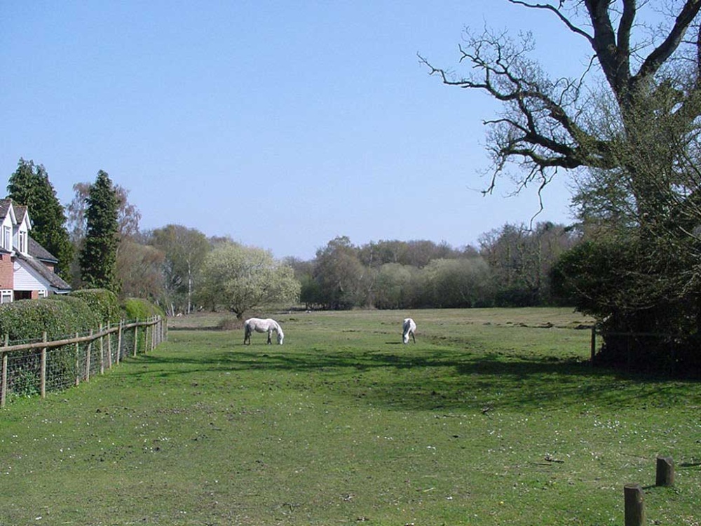 Ponies in a field in Burley, New Forest, Hampshire