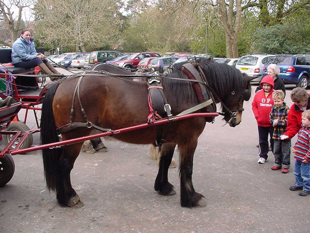 Horse and Cart rides in Burley, New Forest, Hampshire