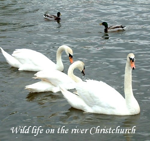 Swans and ducks abound on the river Avon at Christchurch