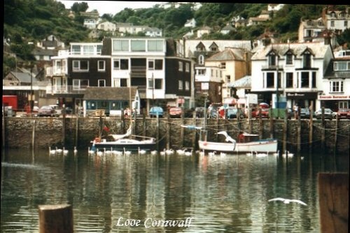 swans and gulls bedeck the scene at Looe