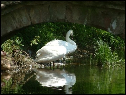 Swans taking shade neath the old bridge by the mill