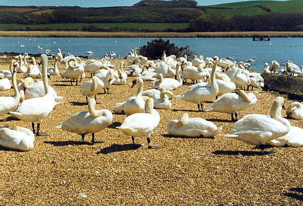A picture of Abbotsbury Swannery
